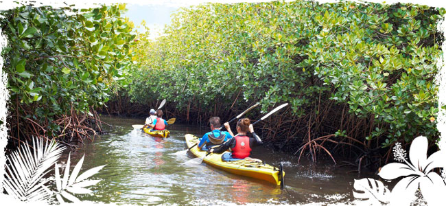 Nature & Eco-Tours on the Space Coast