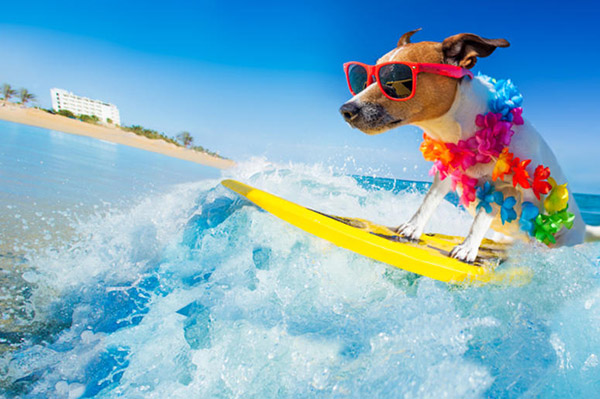 Cocoa Beach 'Surfing Unleashed' Dog Surfing Championship